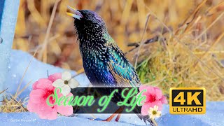 Season of Life 4K| Spring in Sweden 2022 | New life in Nature