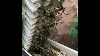 Cloning mint hydroponically