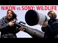 Nikon vs Sony: Wildlife Photography (D850 vs a7R III vs a9)