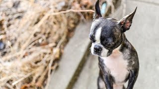 Boston Terrier breed exercise and weight