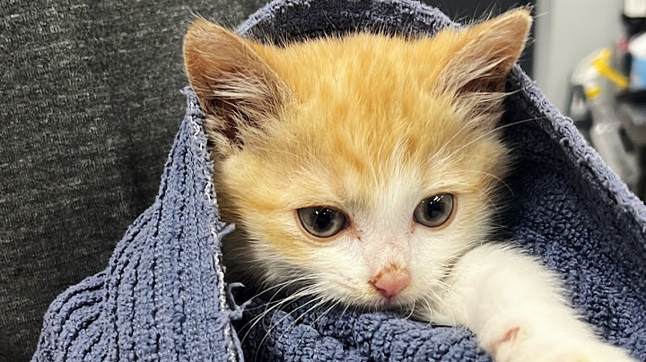 Rescuing Kittens, One Brooklyn Block at a Time