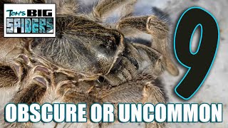 9 Obscure or Uncommon Tarantulas In My Collection