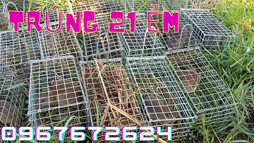 Thăm Bẫy Chuột Cống Nhum, Tập 184(Vậy mà ngon)#ccvlog