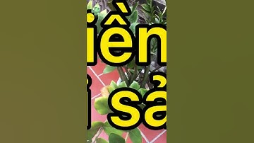 VỊ TRÍ bạn tuyệt đối KHÔNG ĐƯỢC đặt cây kim tiền