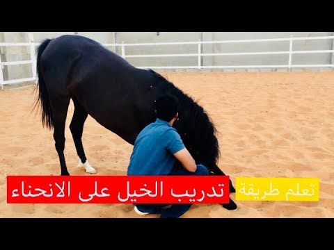 فيديو: كيفية تعليم الحصان الركوع