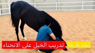 تعال وشاهد طريقة تدريب حصانك على الانحناء بدون ضرب او استخدام الحبال   How to teach your horse to bo