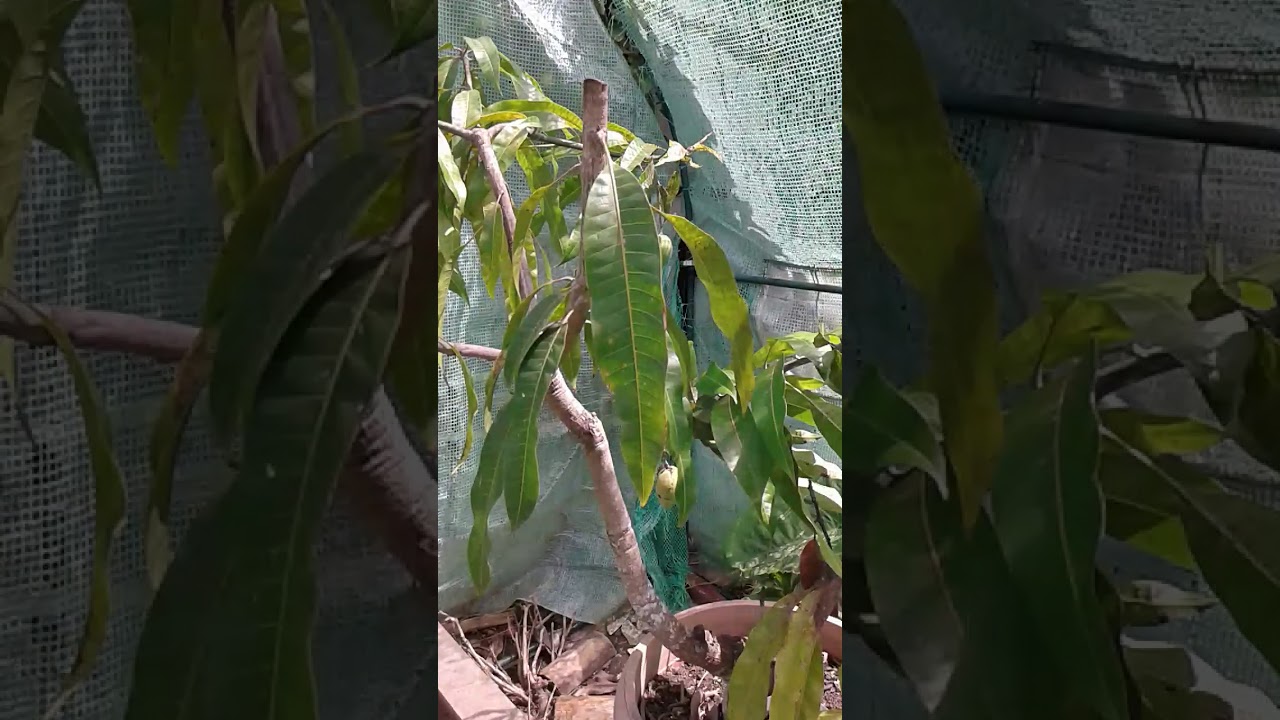Grow mangoes in Auckland Jan 2018 YouTube