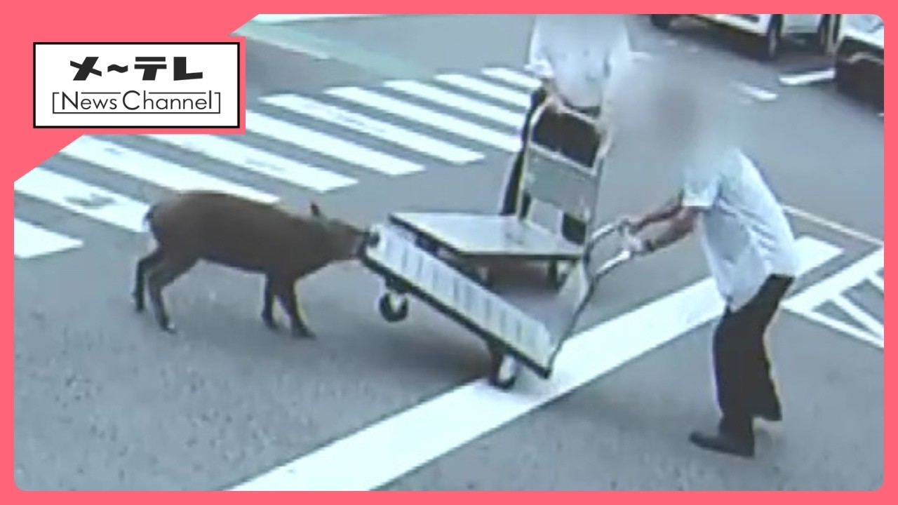Wild Boar Charges at High Speed: Full Sequence of Fighting Back