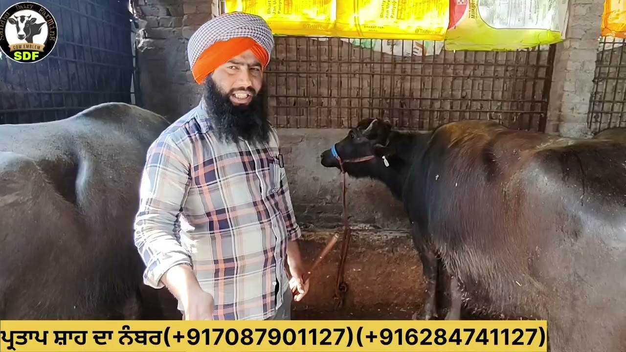 #date (26-02-26) ਪ੍ਰਤਾਪ ਸ਼ਾਹ ਆਗਿਆ ਚਾਰ ਝੋਟੀਆਂ ਚਾਰੇ ਤੋਕੜਾ ਗੱਬਣਾ ਚੈੱਕ ਪਾਸ਼ ਸਿਰਾਂ ਕਰਾਂ ਗਿਆ 