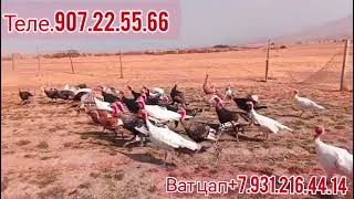 картинка: Срочна даромада бинед 120 дона хиндуки БИК 6 дар фуруш . теле. 907.22.55.66