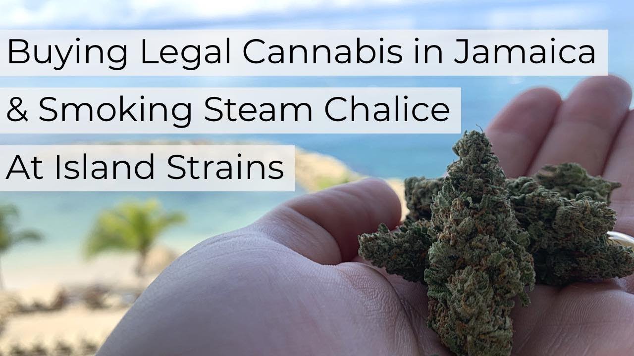 Buying Legal Cannabis In Jamaica & Smoking Steam Chalice At Island Strains
