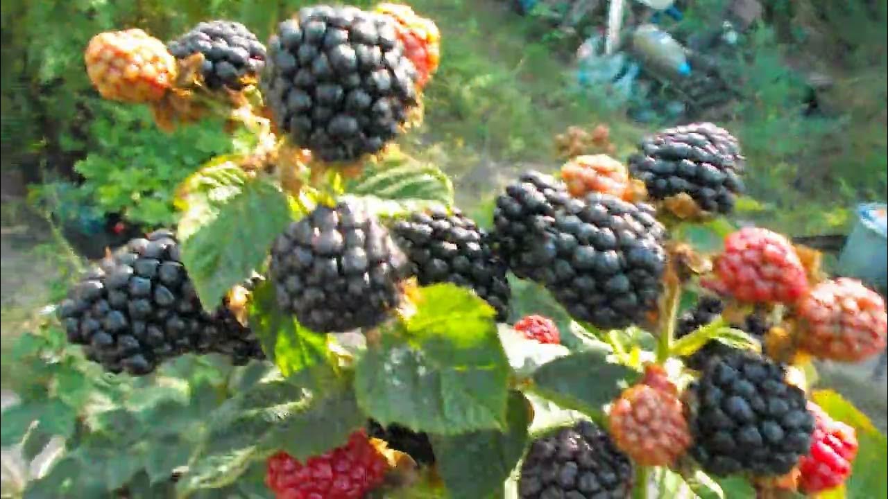 Ежевика Блэк Джем я в шоке от ягоды - YouTube