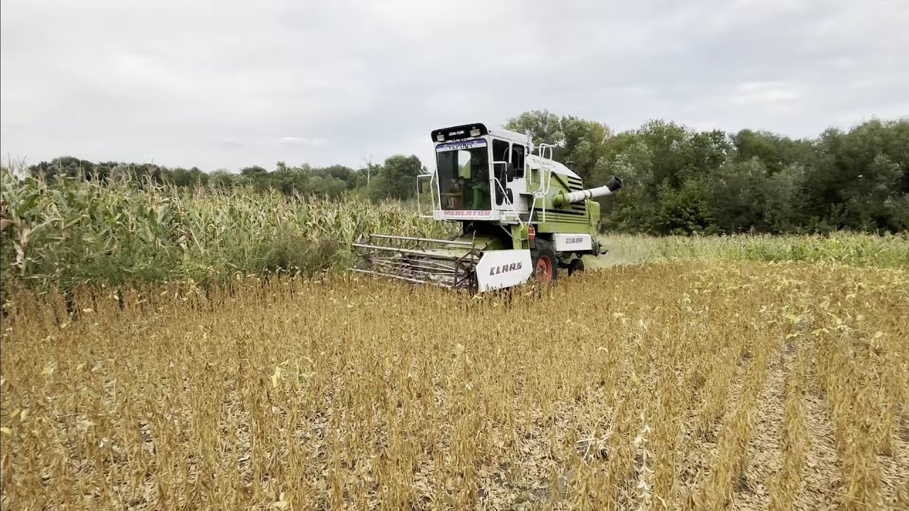 🛑ЖНИВА СОЇ класичної сорт ТИТАН❗️Врожай🔥🤔 Комбайн CLAAS Mercator