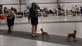 MINIATURE PINSCHER BEST OF BREED @ tucson arizona