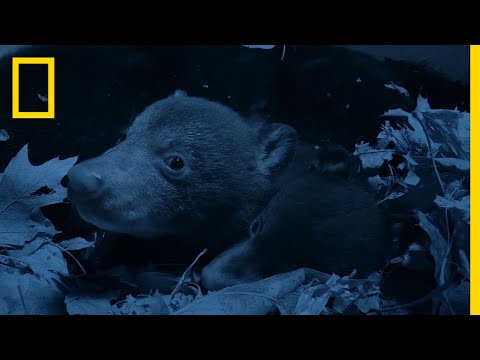 Bear Cubs Emerge