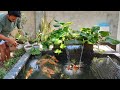 Kolam Koi Setelah 6 Bulan Running