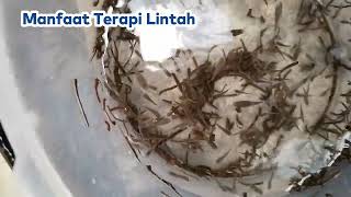 MANFAAT LINTAH BAGI KESEHATAN KITA | TERAPI LINTAH