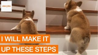 corgi going up stairs
