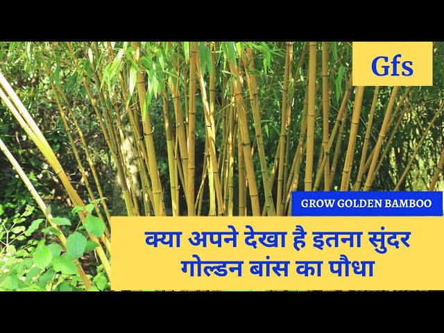 Golden Bamboo | All about golden bamboo | All information about phyllostachys aurea class=