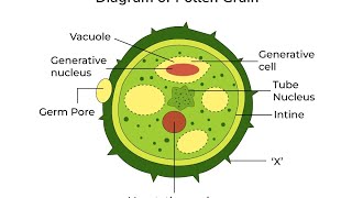 Class 12th biology (pollen grain)  with NCERT Reading                                    