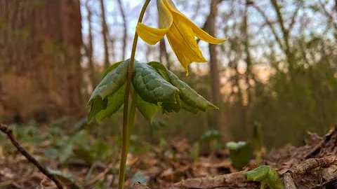 TA Talk: Spring Ephemerals with Lisa Stout