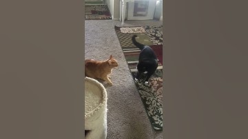 Warning! Catnip consumption could affect a change of behavior - Awesome Cats Video