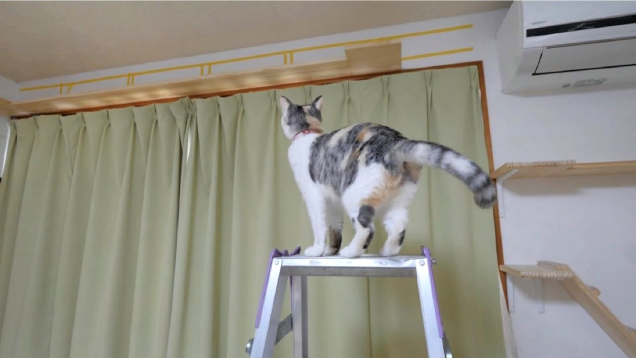 可愛い画像 Calico Cat Sister wants to walk on the catwalk asap.