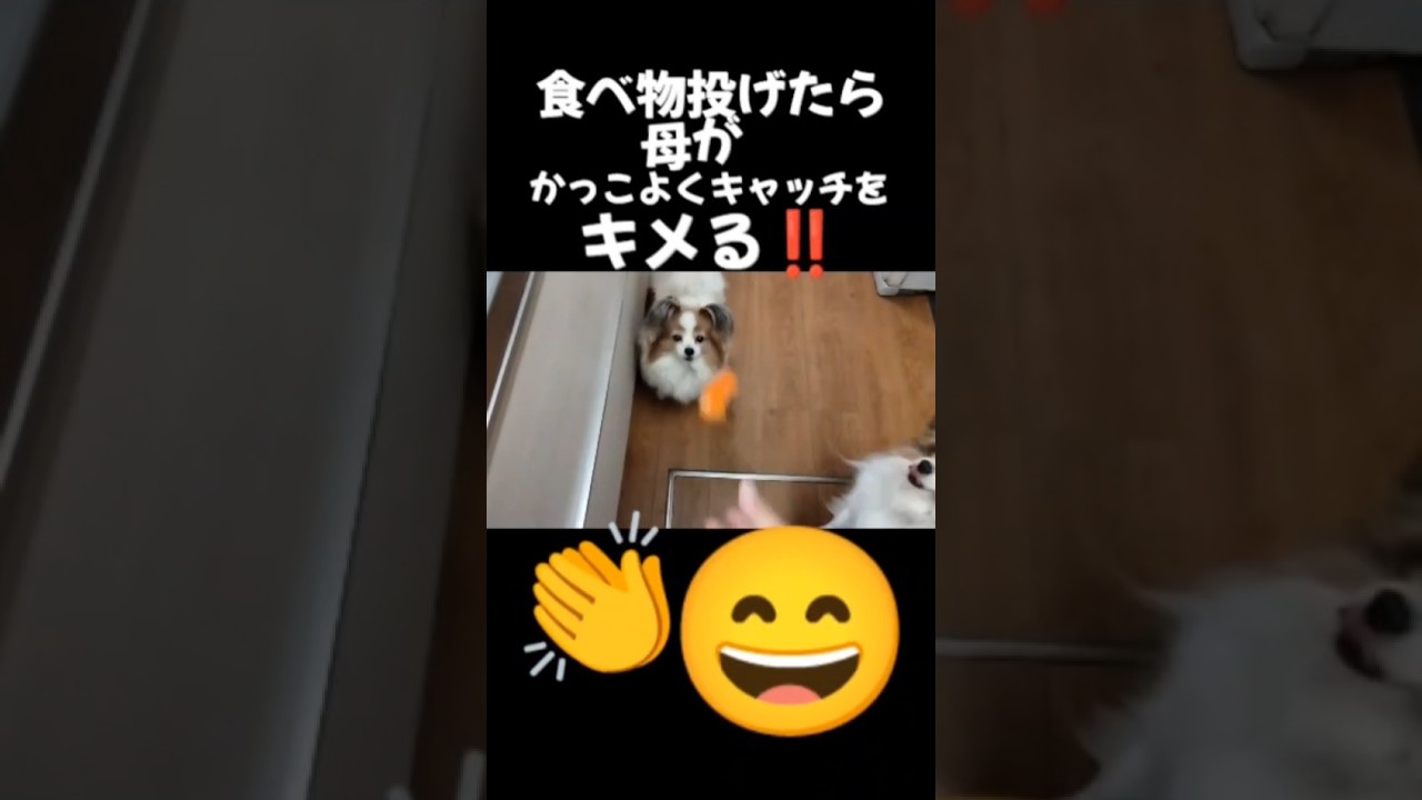 食べ物投げたら運動神経抜群な母犬👏😄#面白い#面白#面白動画#面白い犬#おもしろ#おもしろい#おもしろ動画#パピヨン#犬#犬のいる暮らし#犬との暮らし#犬のいる生活#いぬ#かわいい