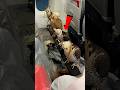 Why Falcons Wear Hoods During Long Flights The Surprising Reason #shorts #viral #viralshorts #falcon