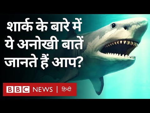 वीडियो: क्या सेनोट में शार्क हो सकती हैं?
