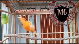 Kenari isian Variasi #Gelatik #Blacktrot #Ciblek