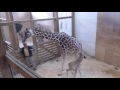 Жираф защищает детеныша