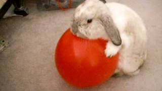The Bunny Hump The Bunny Hump