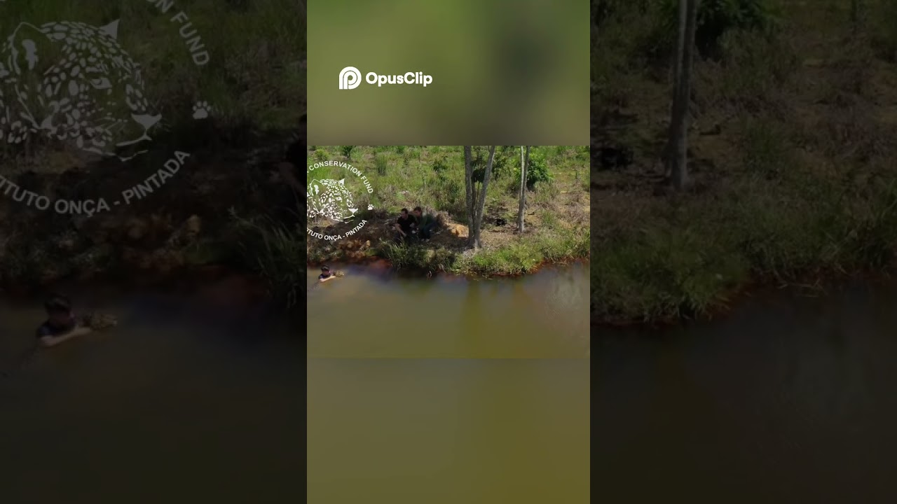Мужчина обнимает ягуара в воде — невероятная дружба.