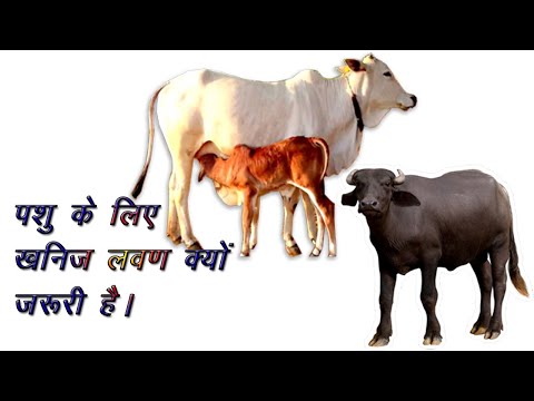 Pashu ko yah khanij Lavan khilao aur bahut Adhik Labh kamao || What are mineral salts