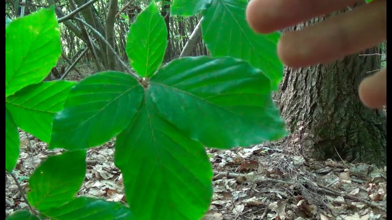 Baumwissen für Bushcrafter: Rotbuche (Fagus sylvatica)