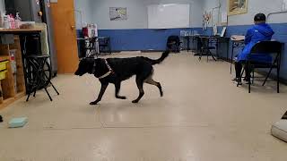 Watch Paris, a hearing alert service dog, in action!