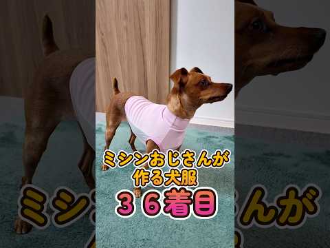 おっさんが作る犬服 36着目:こなたまのクールニットタンクトップ #shorts #イタグレ #ミニピン