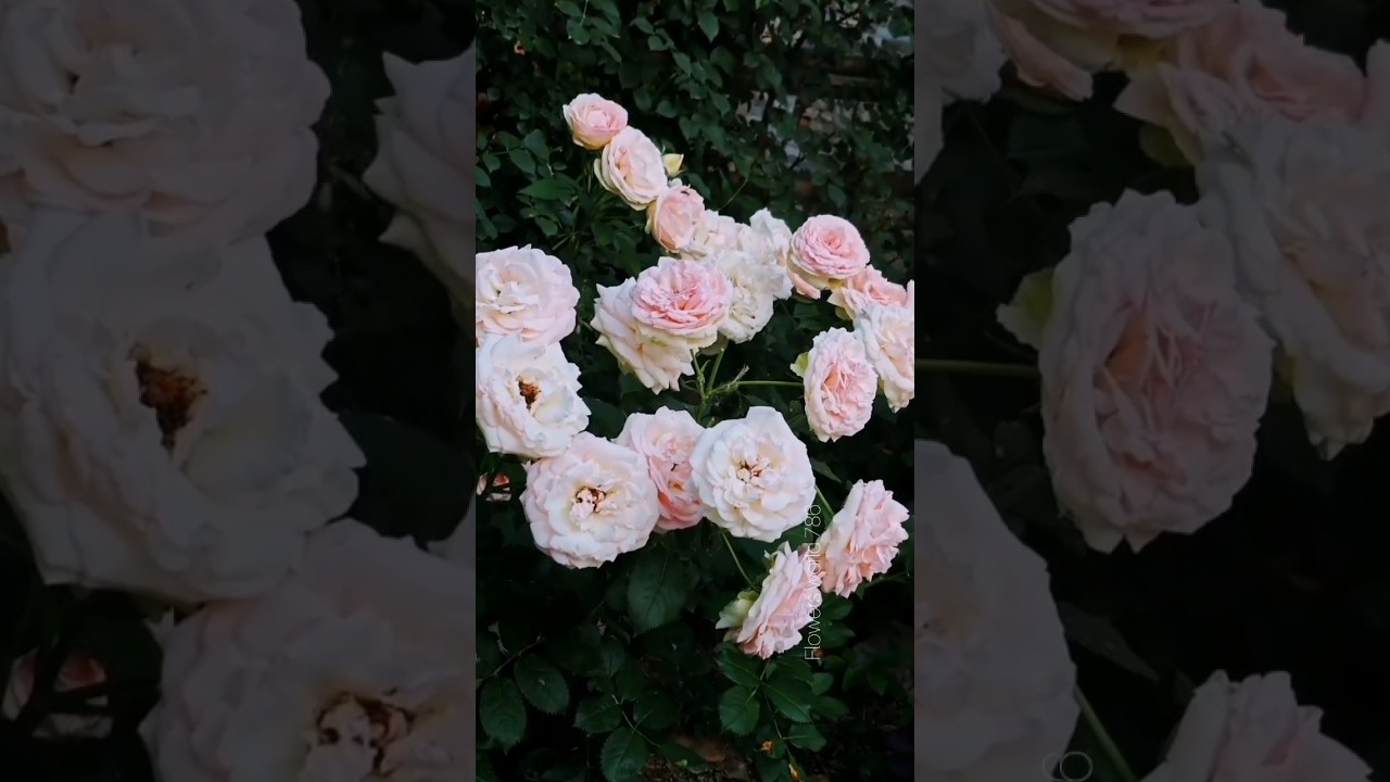 Gorgeous Pink Rose garden #roses #rosegarden #videoshort