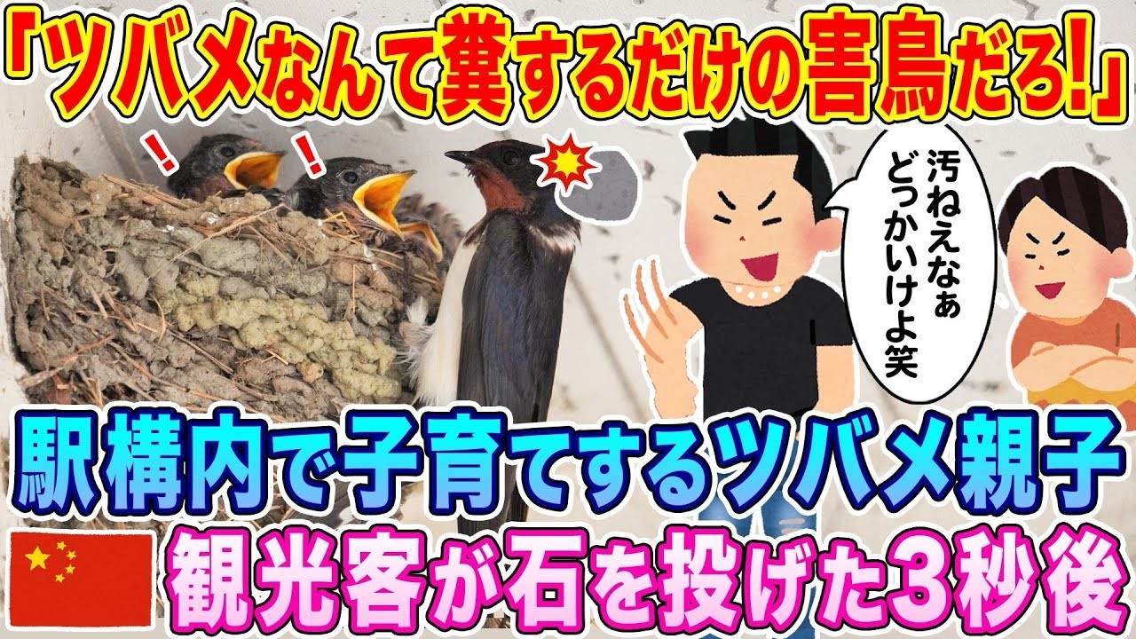 駅構内で子育て中のツバメに中国人観光客が石を投げたら、驚きの結末が！
