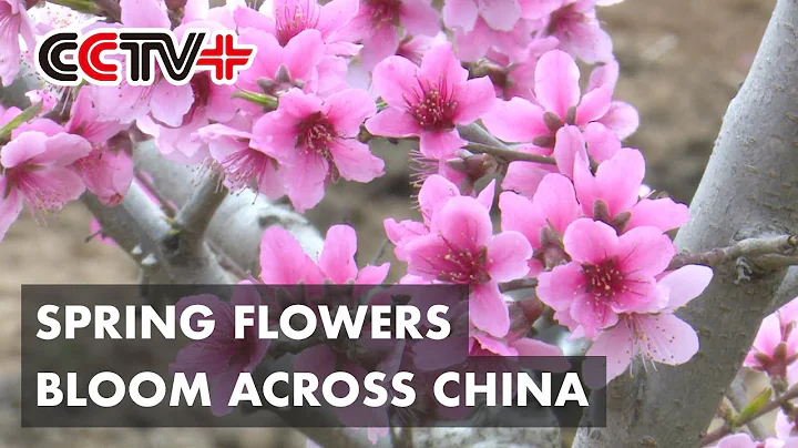 Spring Flowers Bloom Across China - DayDayNews