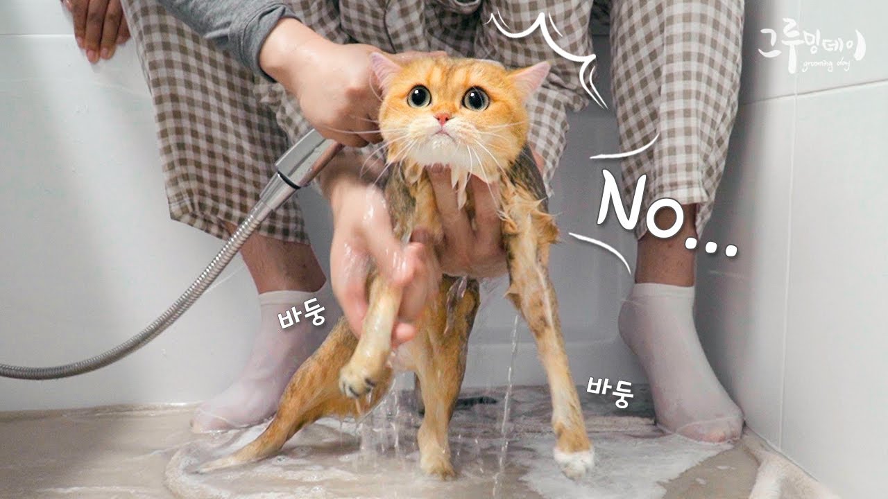 고양이 인생 첫 목욕을 하는 베리