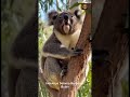 KOALA AUSTRALIA (Phascolarctos cinereus) — Wajah Imut, Tapi Cengkeramannya Bikin Kaget!#animals #fyp