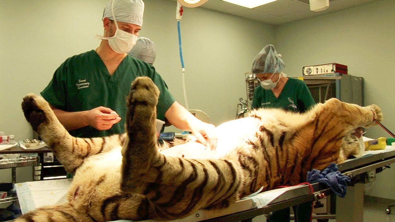 Tiger Surgery - Big Cat Rescue - YouTube