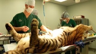 Tiger Surgery  Big Cat Rescue