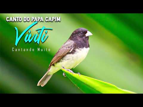Canto De Papa Capim Siu Siu Canto Papa Capim Viviti Youtube