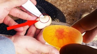 ЯЙЦА КОБРЫ ВСКРЫВАЕМ И ПРОСВЕЧИВАЕМ. Очередная удачная кладка от ядовитых змей ЯЙЦА КОБРЫ ВСКРЫВАЕМ И ПРОСВЕЧИВАЕМ. Очередная удачная кладка от ядовитых змей