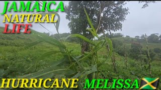 видео: УРАГАН МЕЛИССА ЯМАЙКА ПРИРОДА ПРОСТАЯ ЖИЗНЬ НА ФЕРМЕ 🇯🇲 картинка: УРАГАН МЕЛИССА ЯМАЙКА ПРИРОДА ПРОСТАЯ ЖИЗНЬ НА ФЕРМЕ 🇯🇲