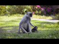 A Langur Female Steals a Baby to Practice Being a Mom