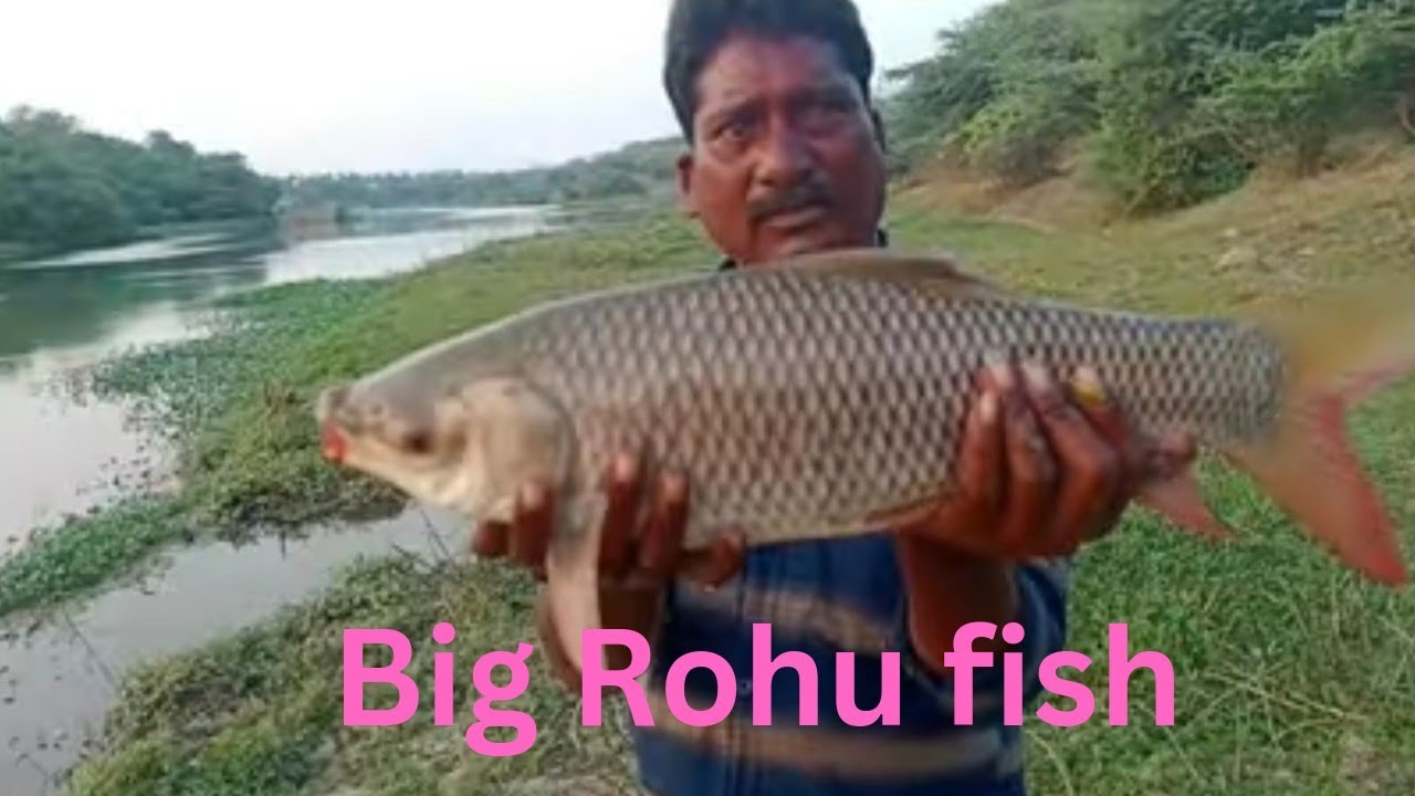 fish hunting ll amazing catching Big rohu fish ll KVR HUNTING